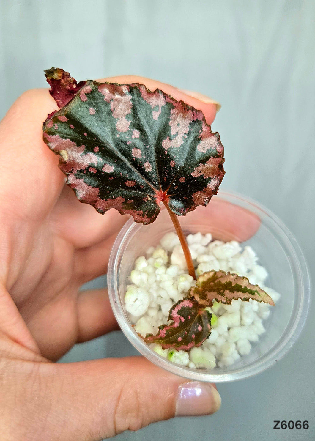 Bégonia Ignita Hybrid #Z6066