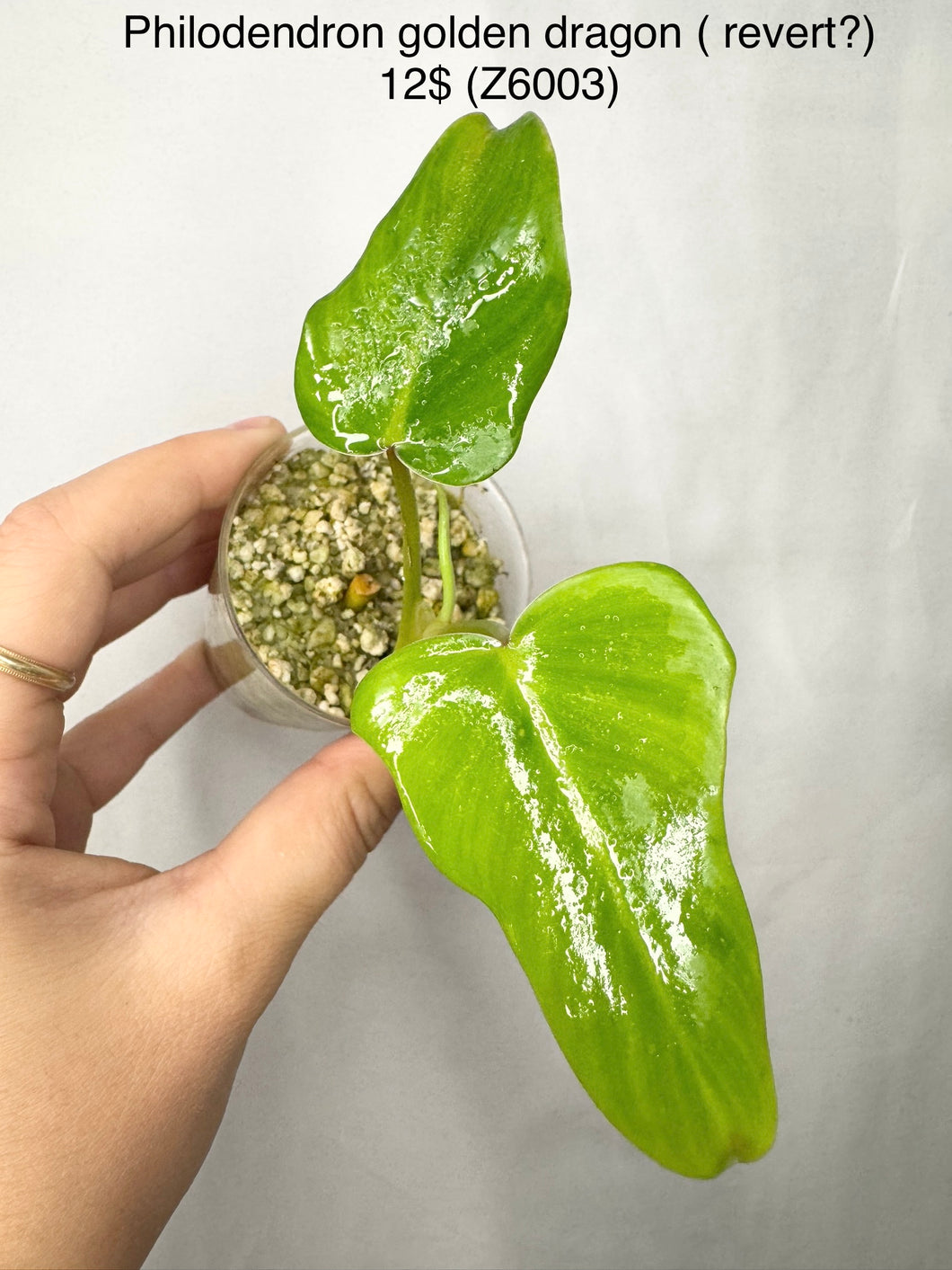Philodendron Golden Dragon Variegata revert #Z6003