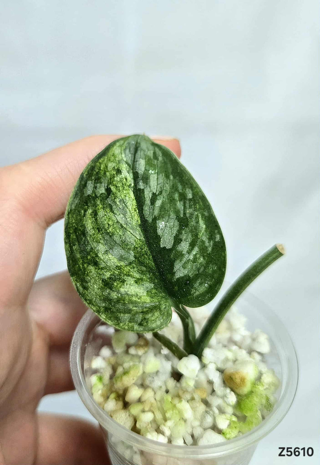 Scindapsus Silver Dark Cloud Variegata #Z5610