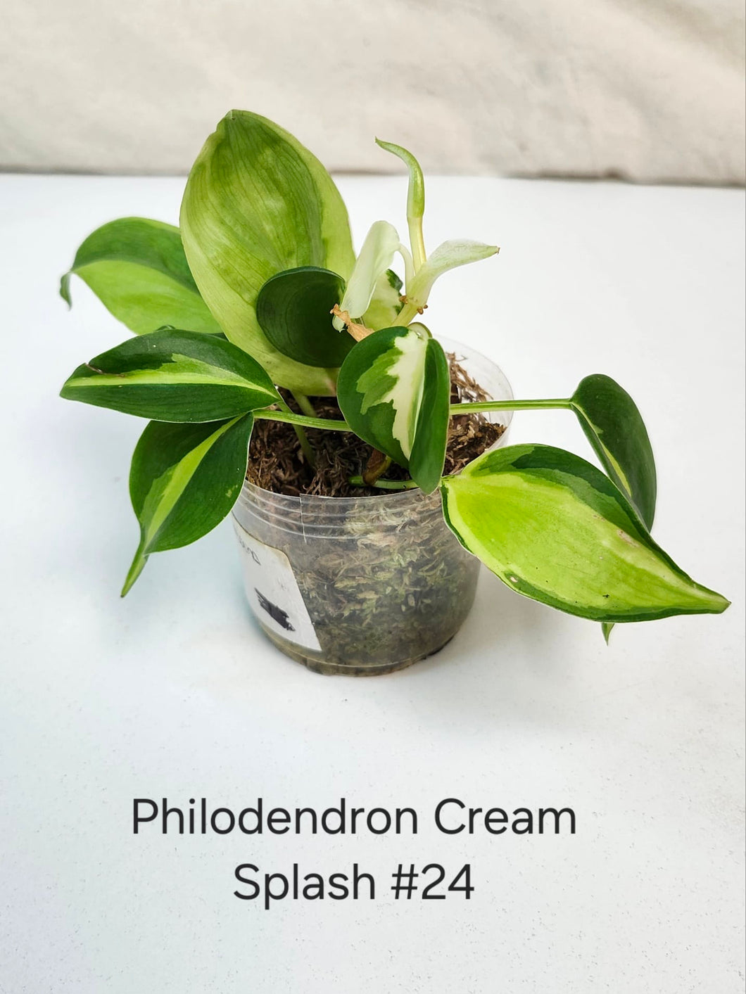 Philodendron cream splash #24