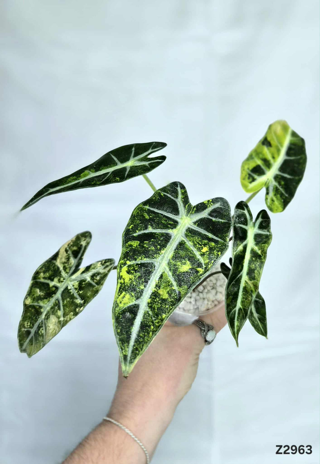 Alocasia Bambino Aurea #Z2963
