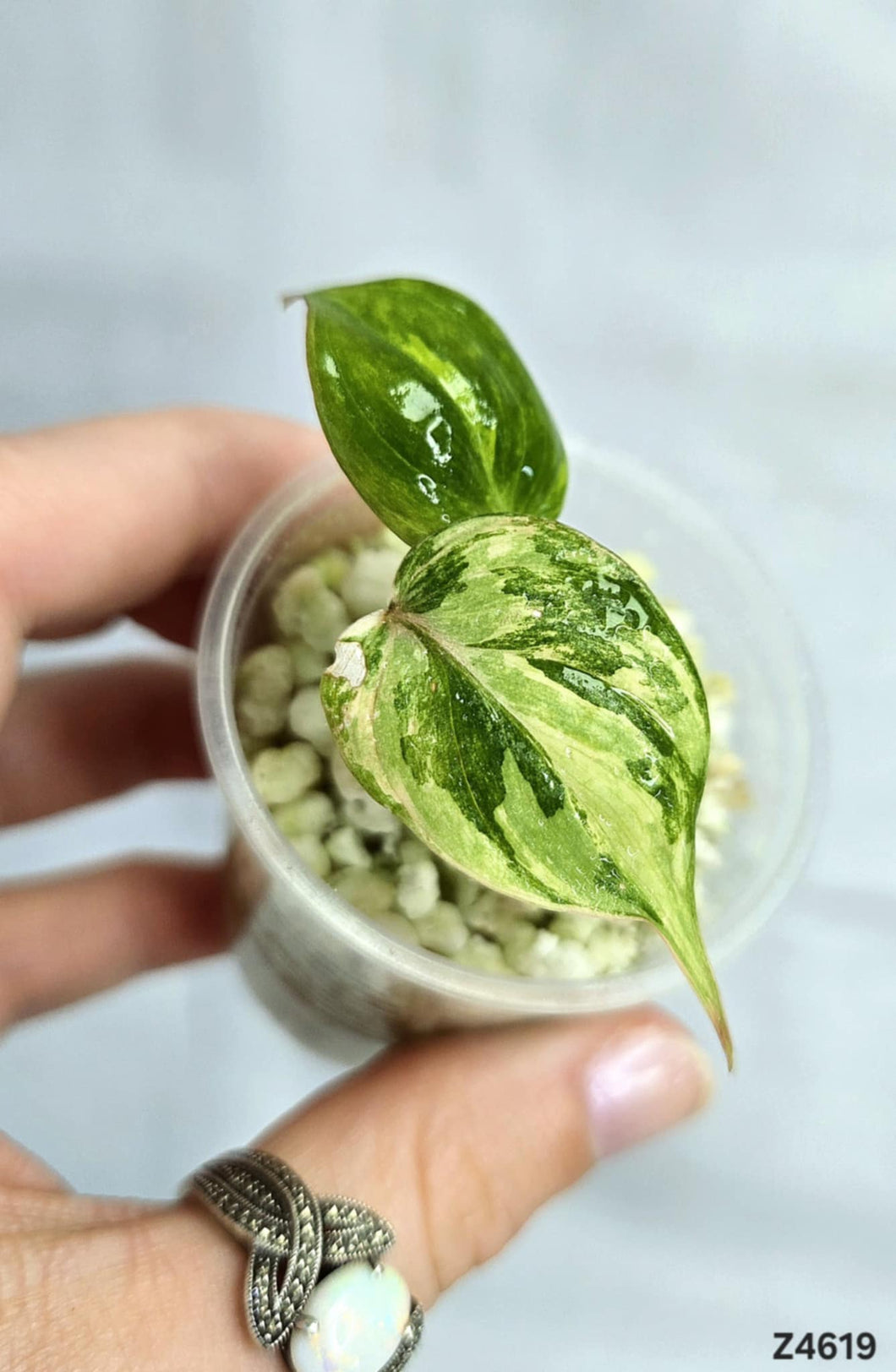 Philodendron Micans Variegata #Z4619