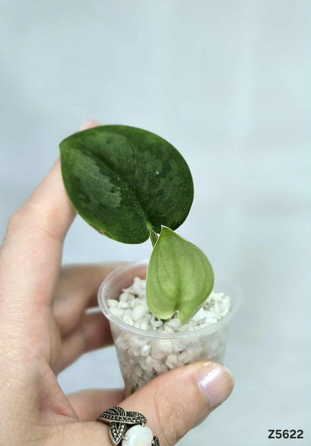 Scindapsus Exotica Mint #Z5622