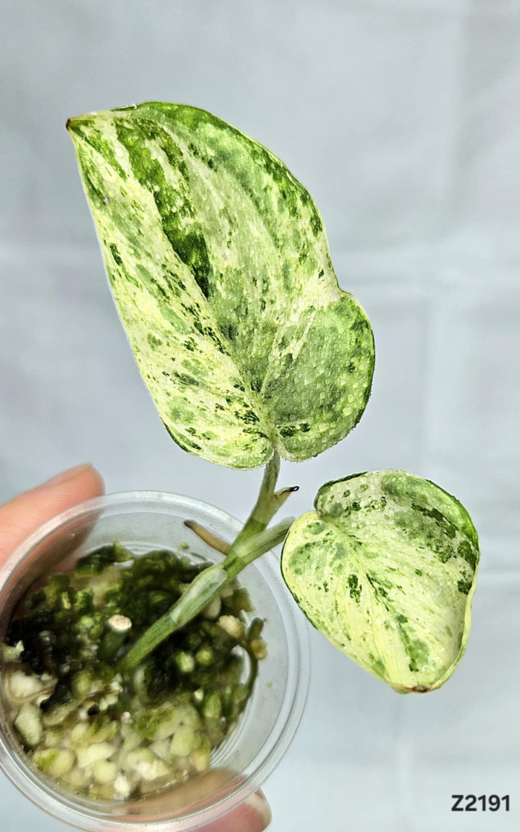 Scindapsus Marble Queen #Z2191