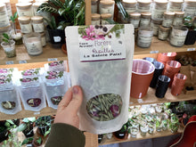 Charger l'image dans la galerie, Tisanes forêts et papilles
