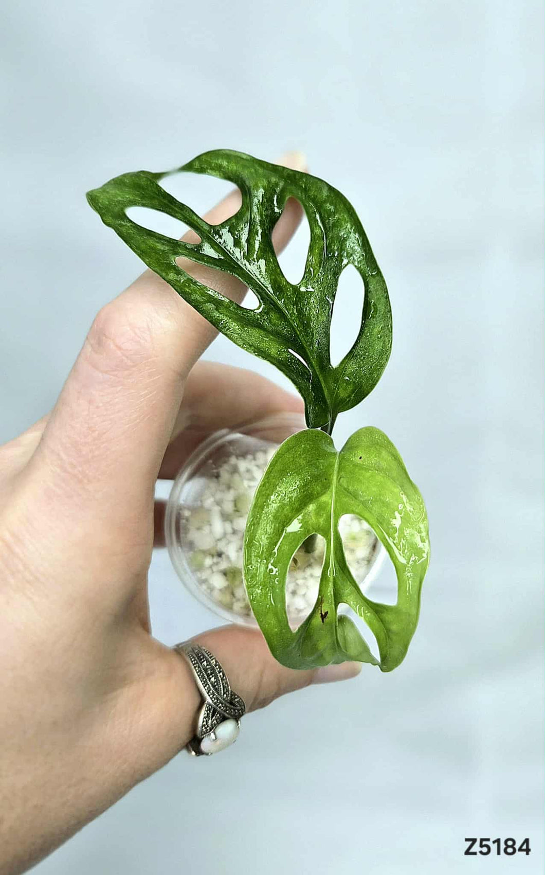 Monstera Adansonii Mint #Z5184