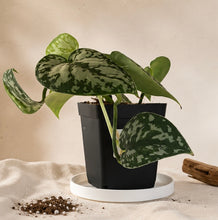 Load image into Gallery viewer, Soucoupe Zarits, plateau circulaire noir sous plante, base blanche
