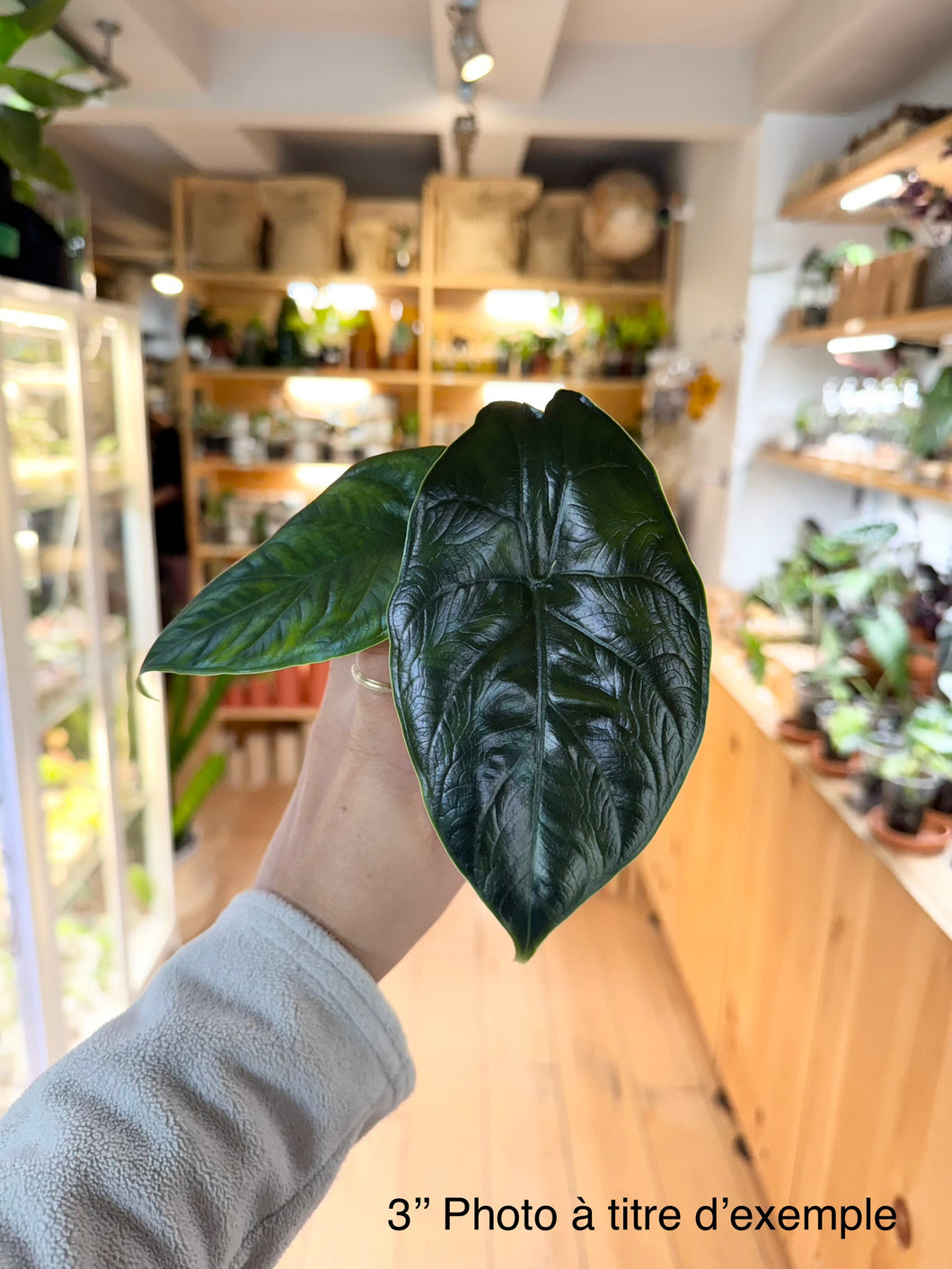 Alocasia green unicorn
