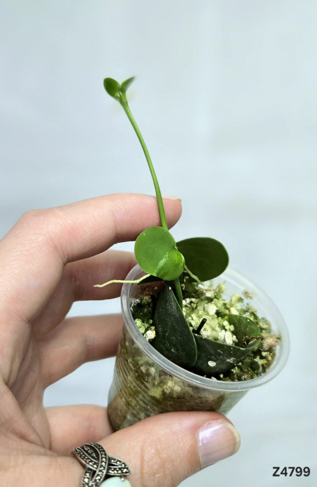 Dischidia Platyphylla ⭐️ #Z4799