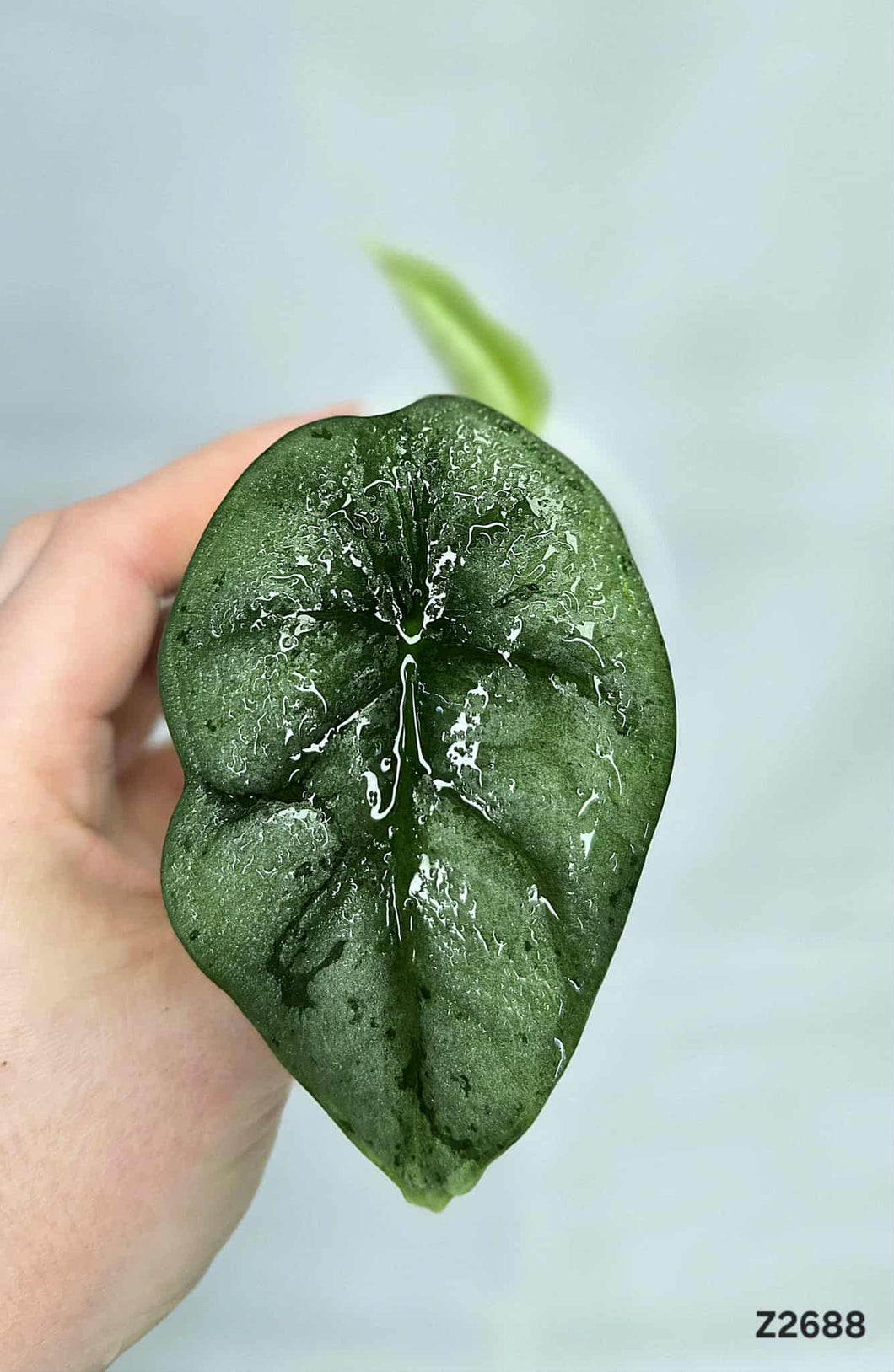 Alocasia Nebula #Z2688