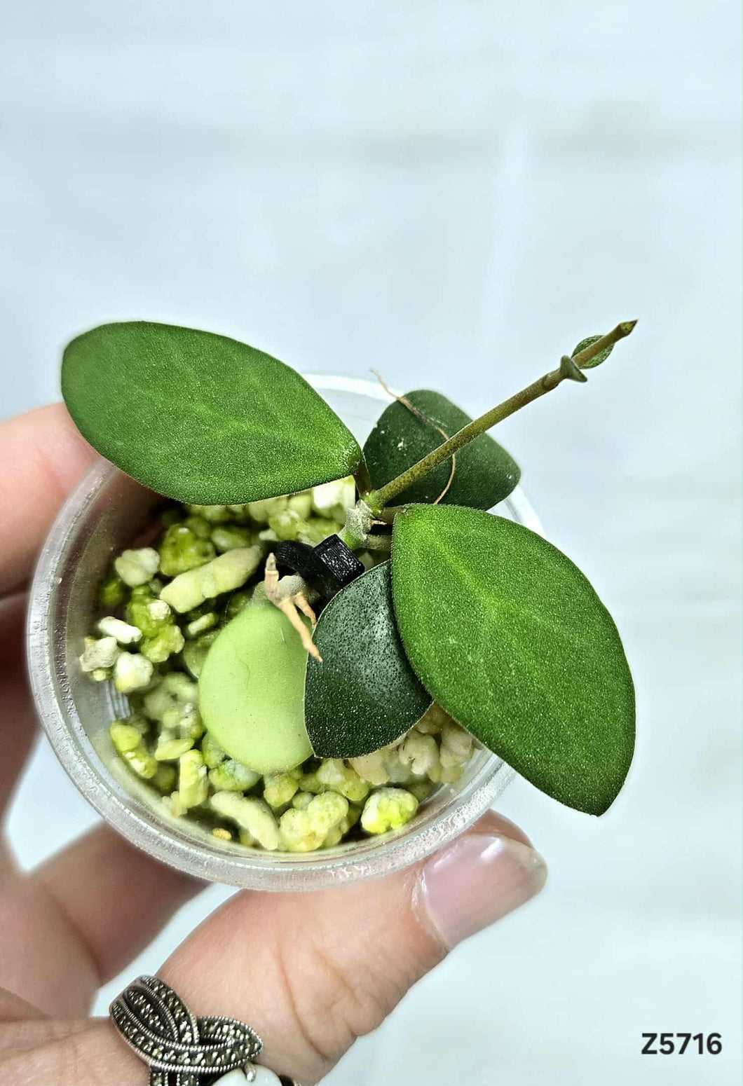 Hoya Nummularioides ⭐️ #Z5716