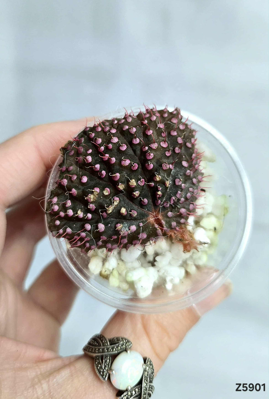 Bégonia Pink Urchin #Z5901