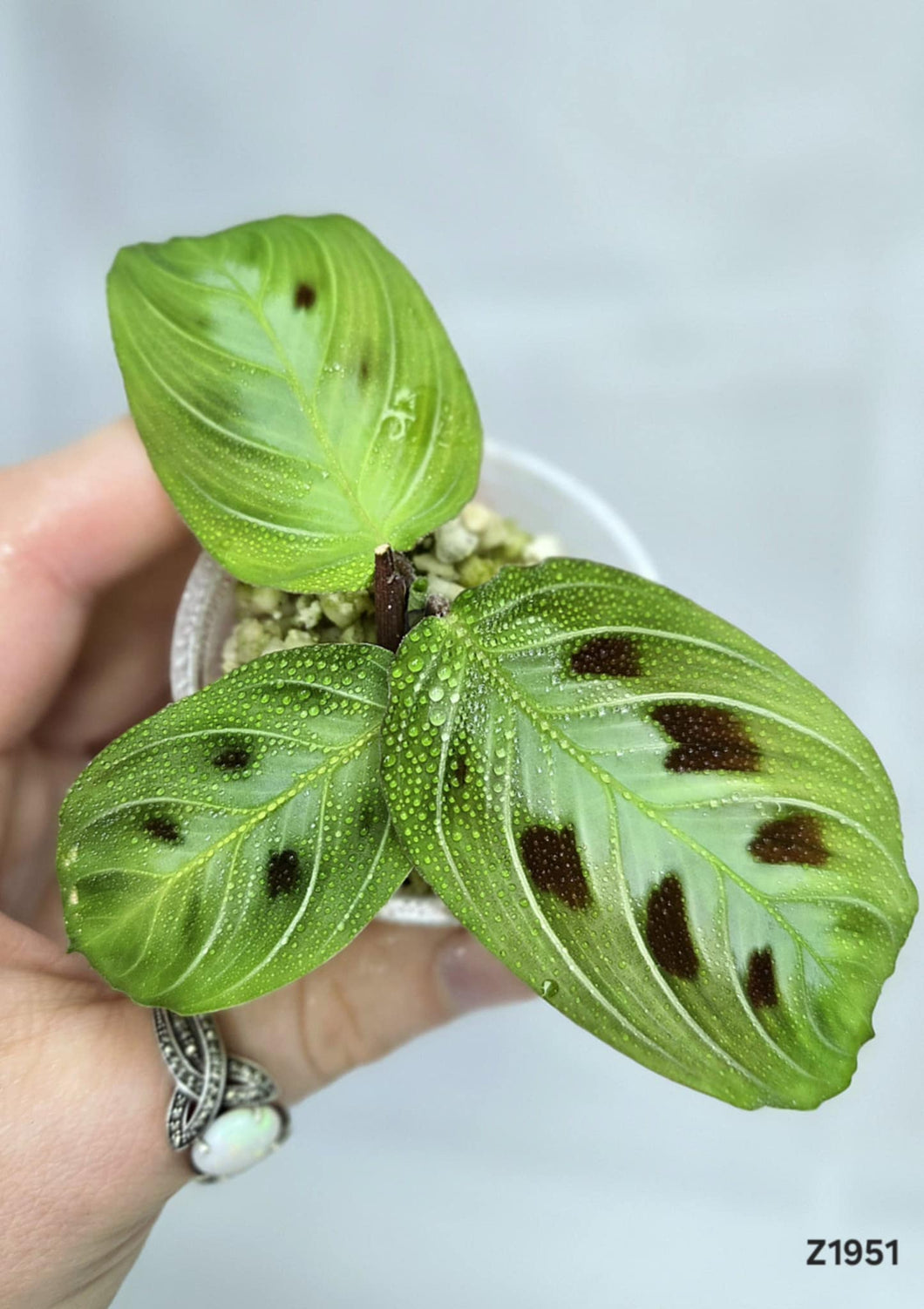 Maranta noire #Z1951⭐️