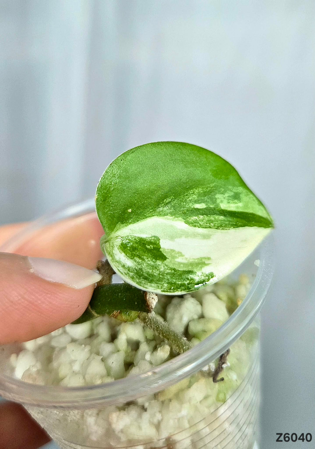 Scindapsus Jade Satin Variegata #Z6040