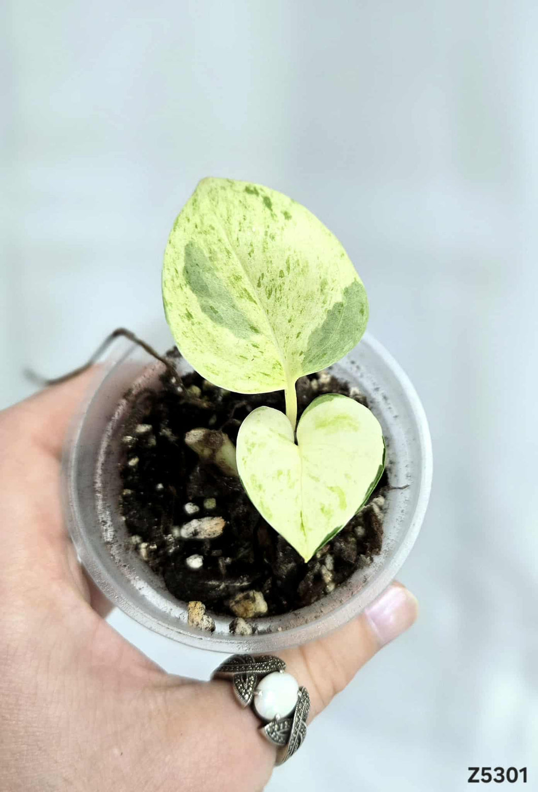 Pothos Manjula #Z5301