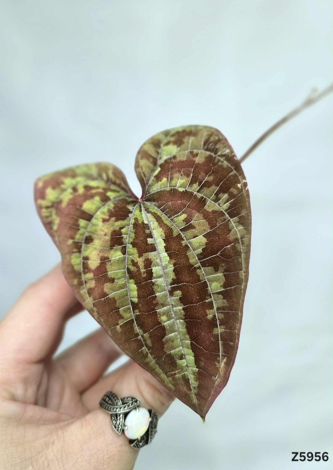 Dioscorea Purple #Z5956