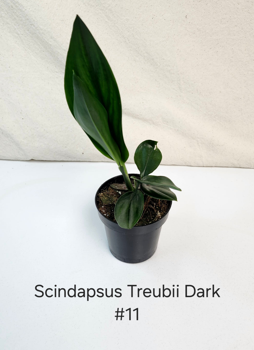 Scindapsus Treubii Dark Form #11