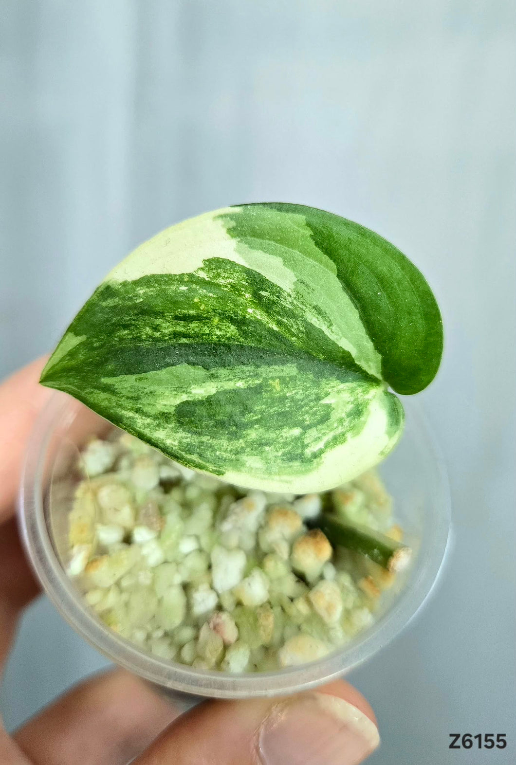 Scindapsus Jade Satin Variegata #Z6155