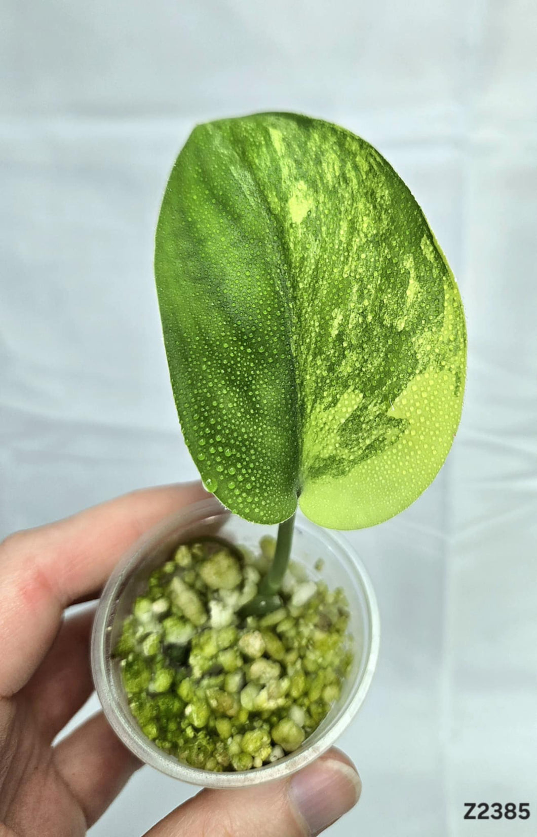 Scindapsus Jade Satin Variegata #Z2385