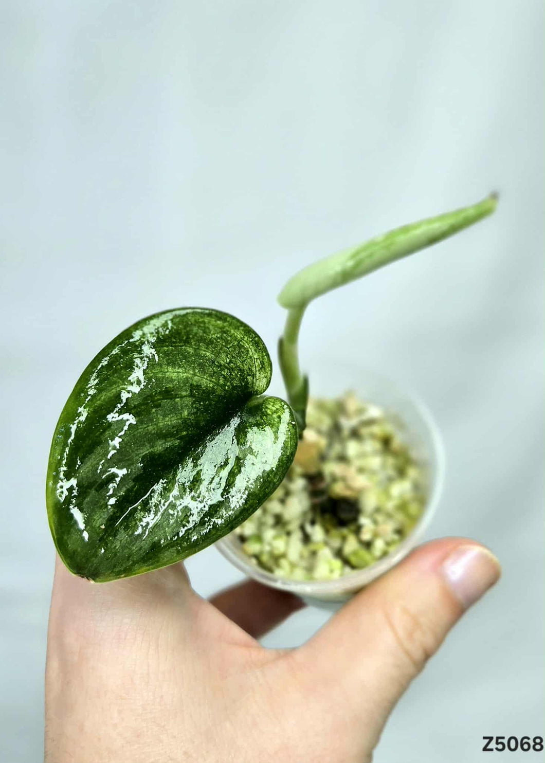 Scindapsus Exotica Mint #Z5068
