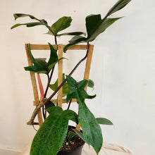Charger l'image dans la galerie, Philodendron Florida en pot avec feuilles vertes découpées sur tiges
