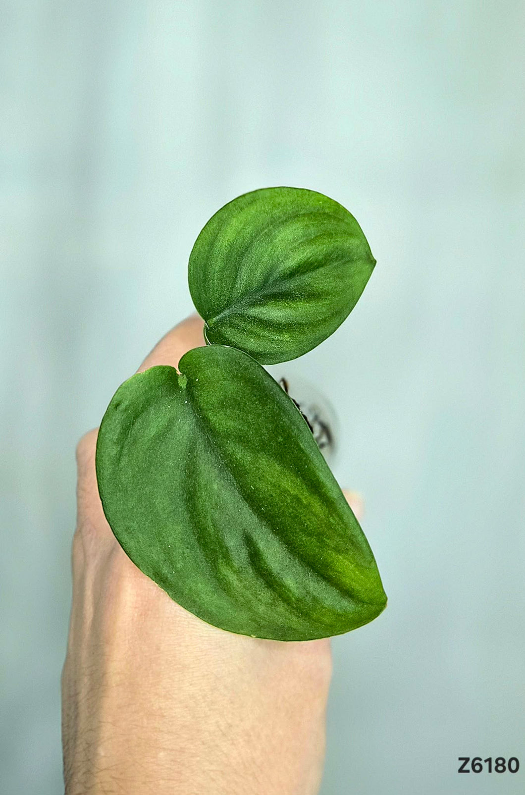 Scindapsus Jade Satin Variegata Revert #Z6180