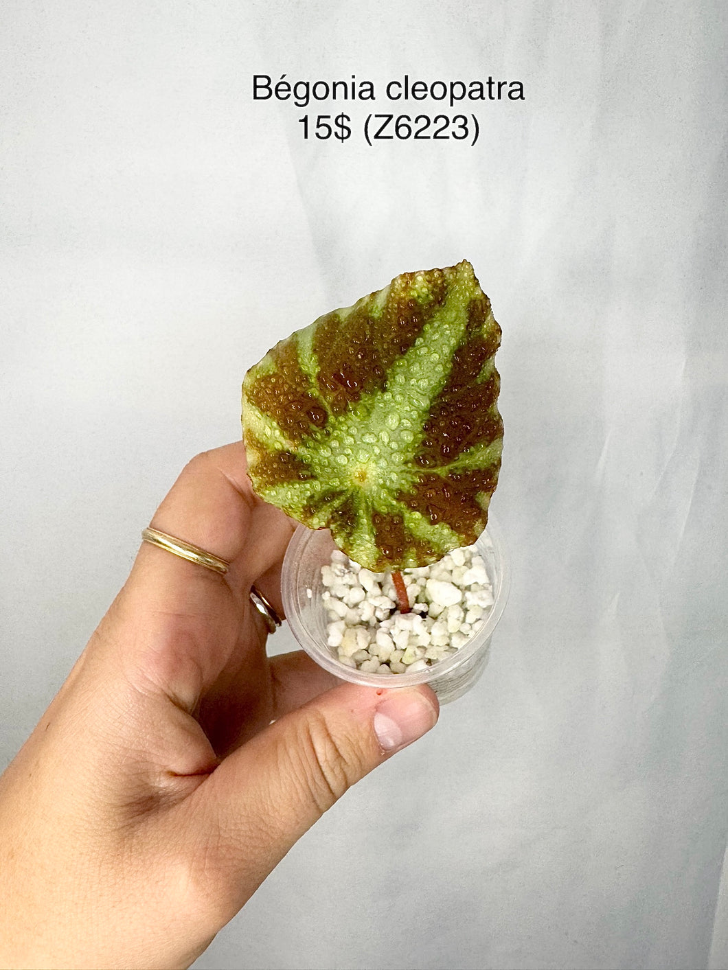 Bégonia cleopatra Z6223