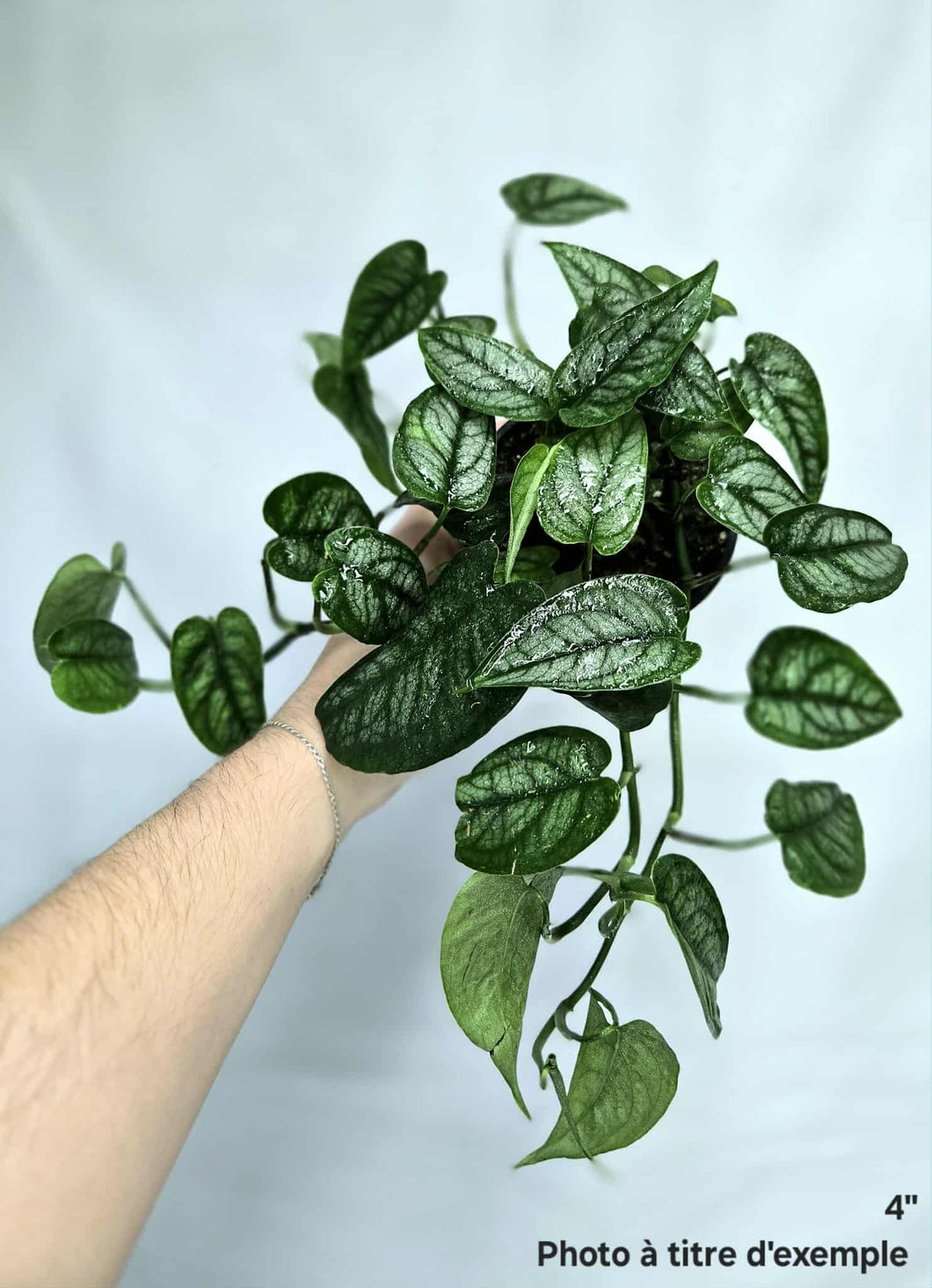 Monstera siltepecana