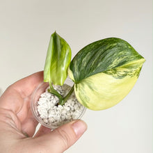 Load image into Gallery viewer, Scindapsus Rubicon Variegata en pot avec feuilles panachées vert clair, avec substrat.
