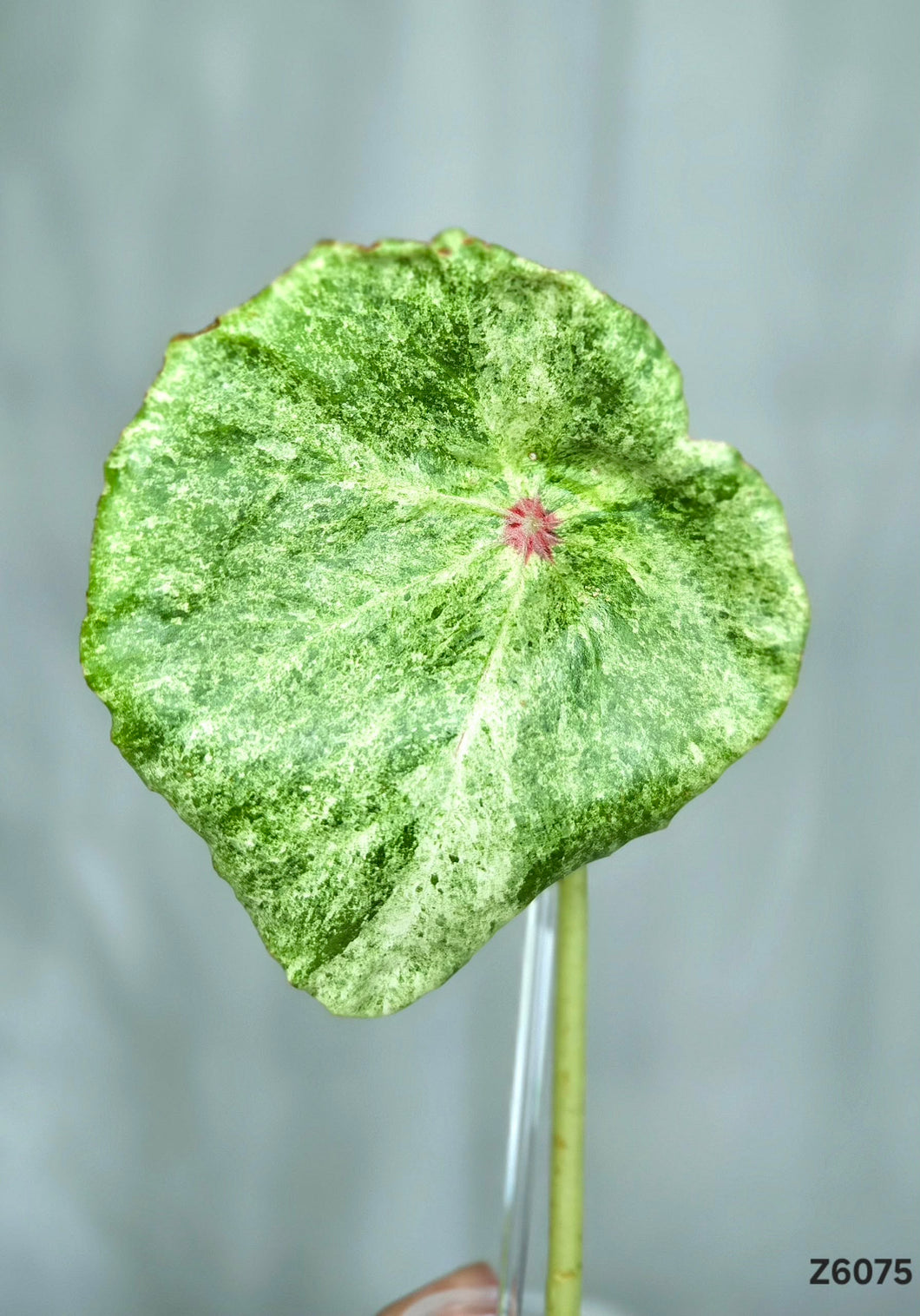 Bégonia Rouge Variegata  #Z6075