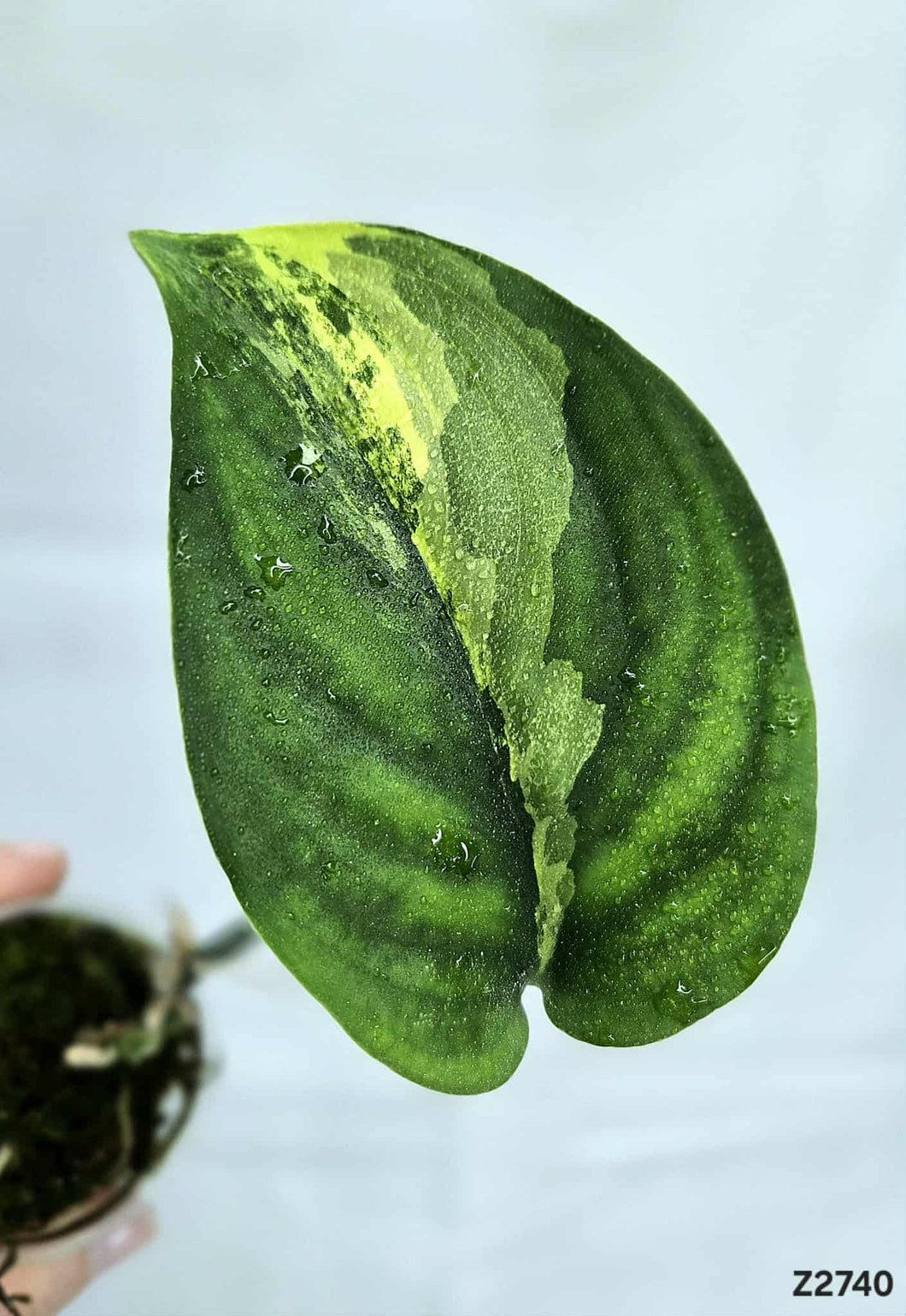 Scindapsus Jade Satin Variegata #Z2740