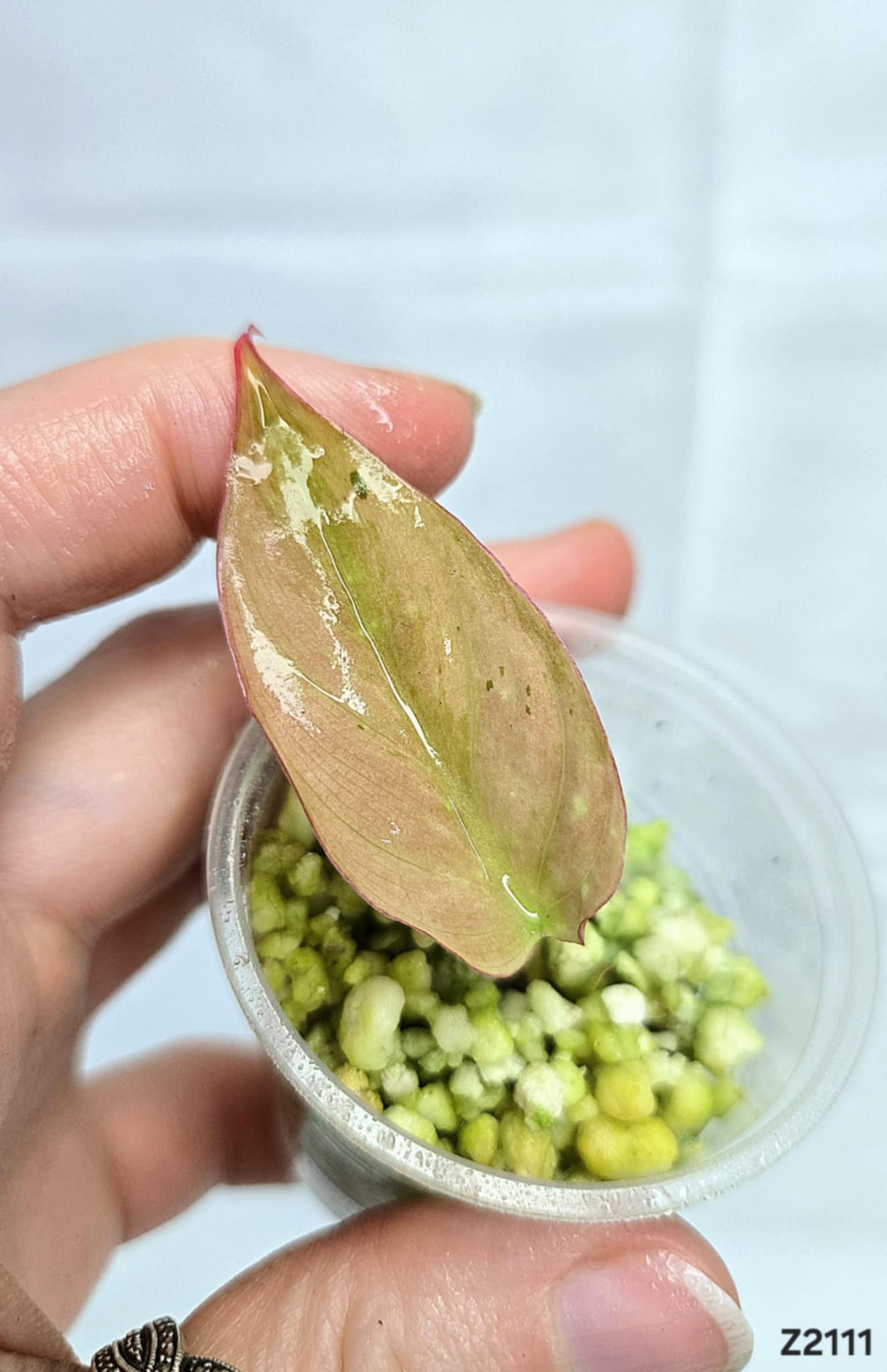 Philodendron Micans Mint #Z2111