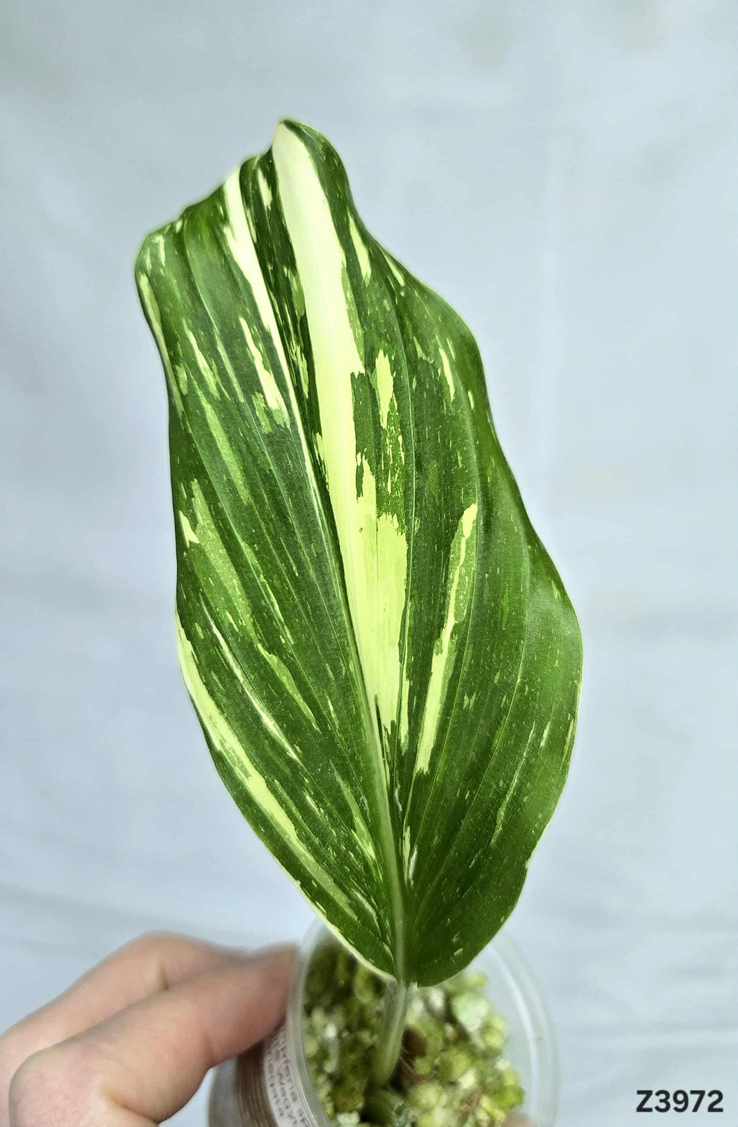 Kaempferia sp. White Wagyu Variegata #Z3972