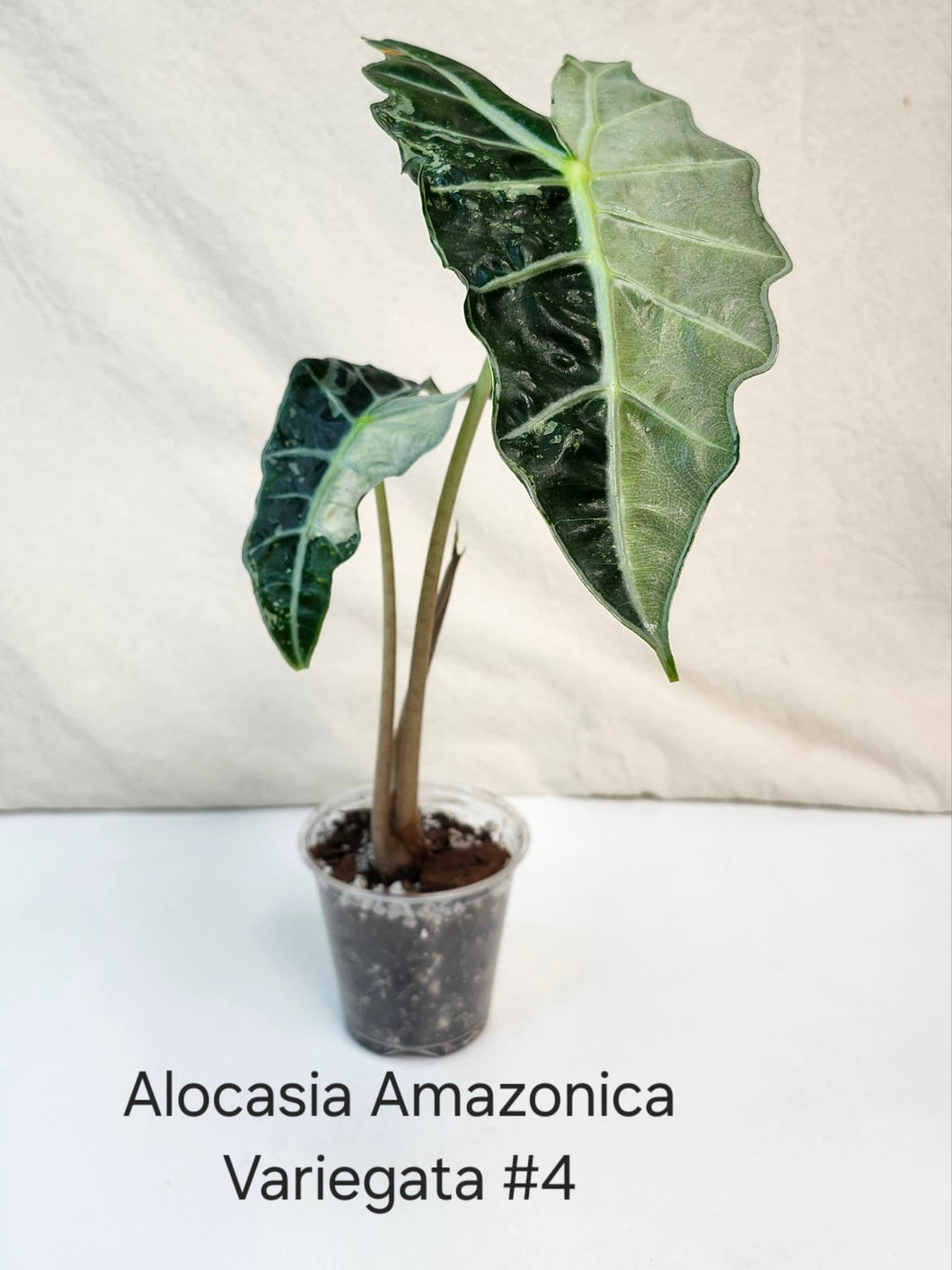 Alocasia Amazonica variegata #4