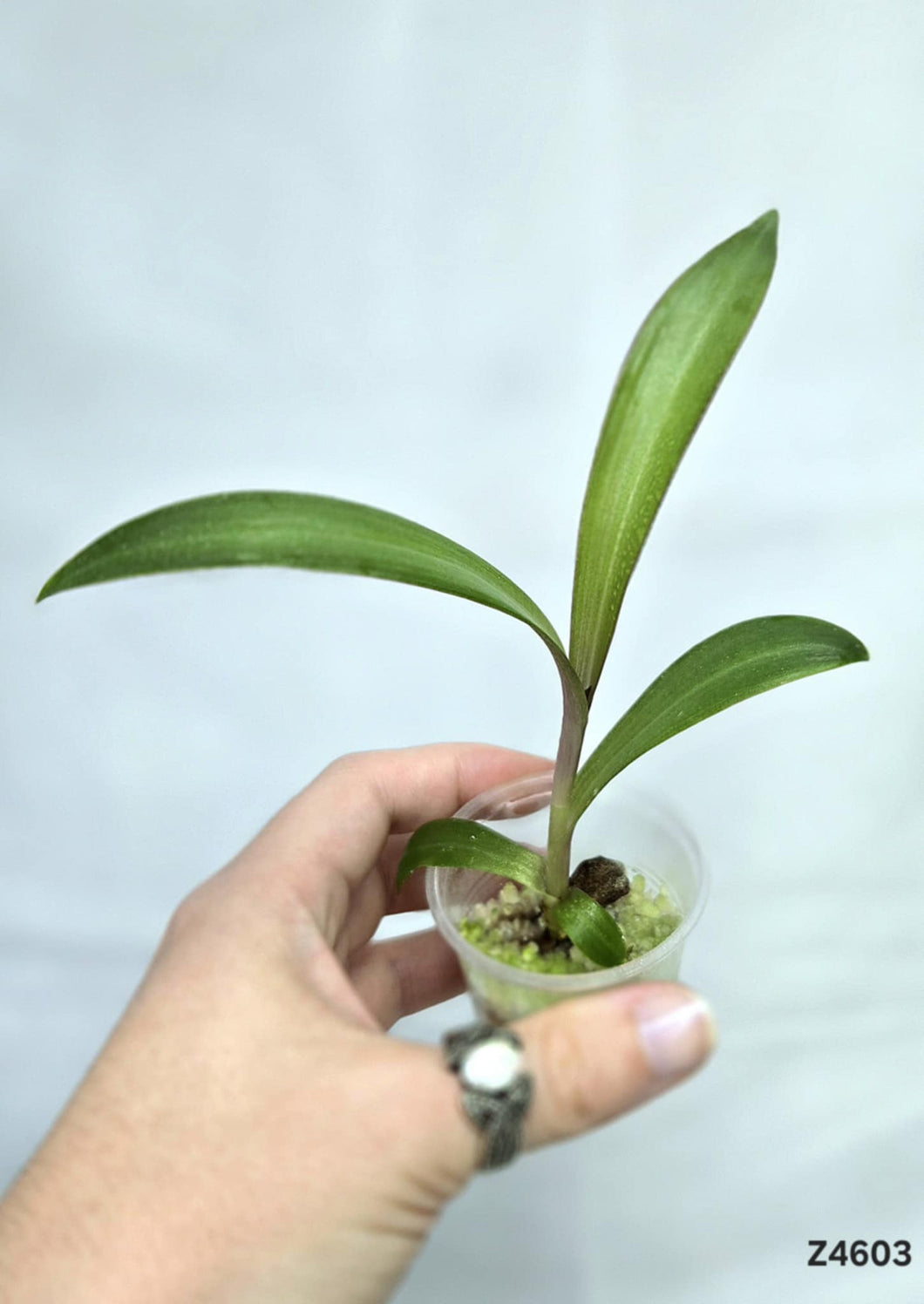 Plante Mystére #Z4603