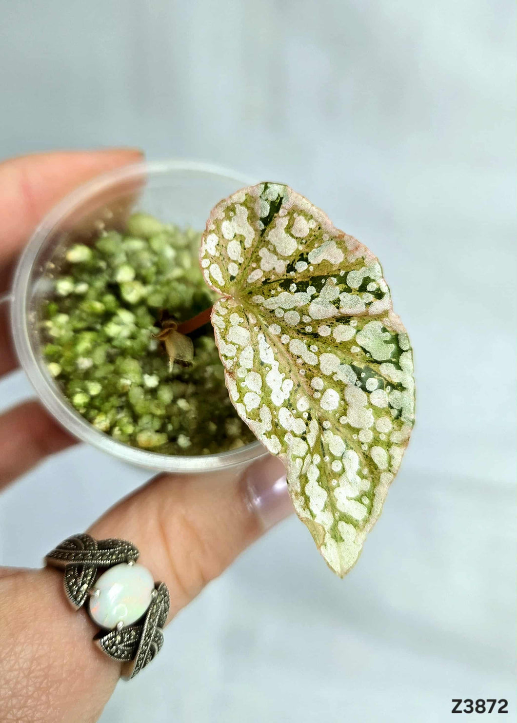 Bégonia Snowcapped Variegata #Z3872