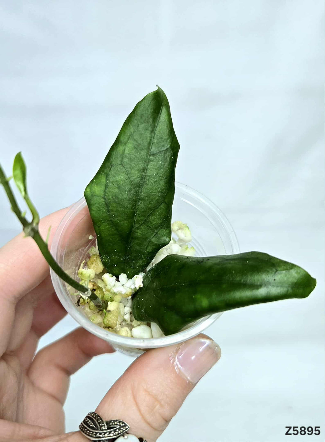 Hoya Mistie ⭐️ #Z5895