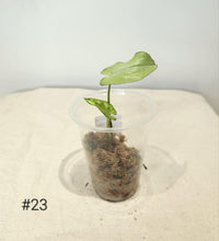 Charger l&#39;image dans la galerie, Syngonium three kings
