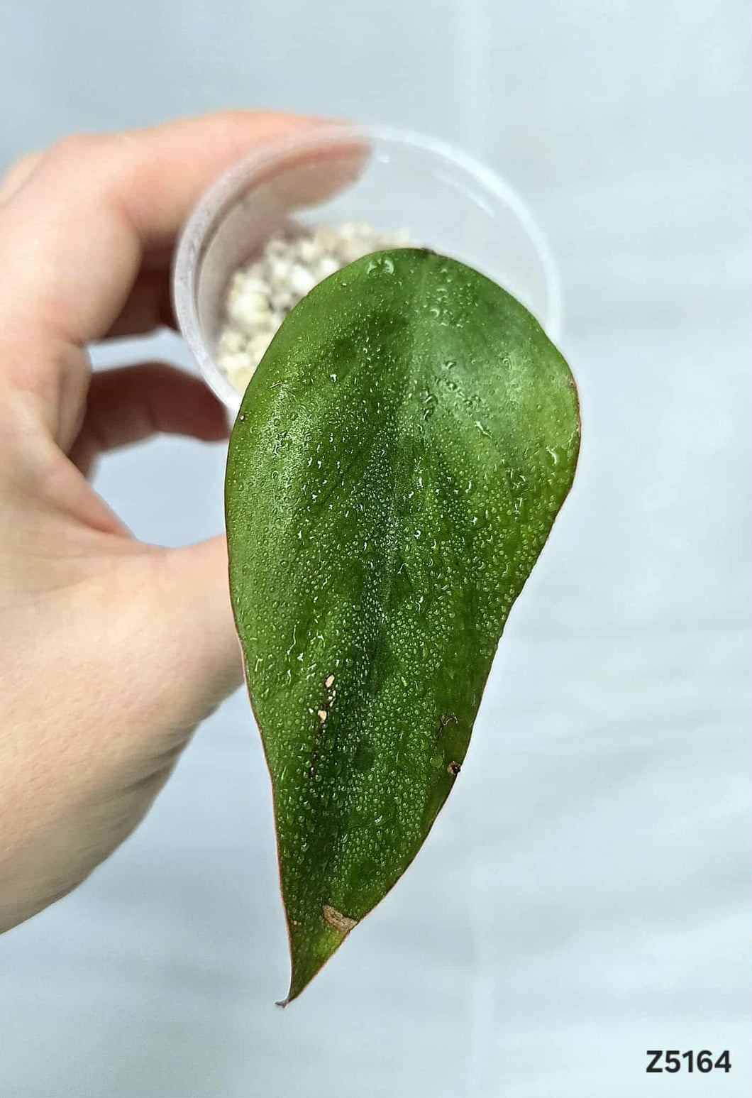 Philodendron Strawberry Shake #Z5164