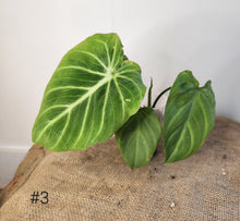 Charger l&#39;image dans la galerie, Philodendron gloriosum silver
