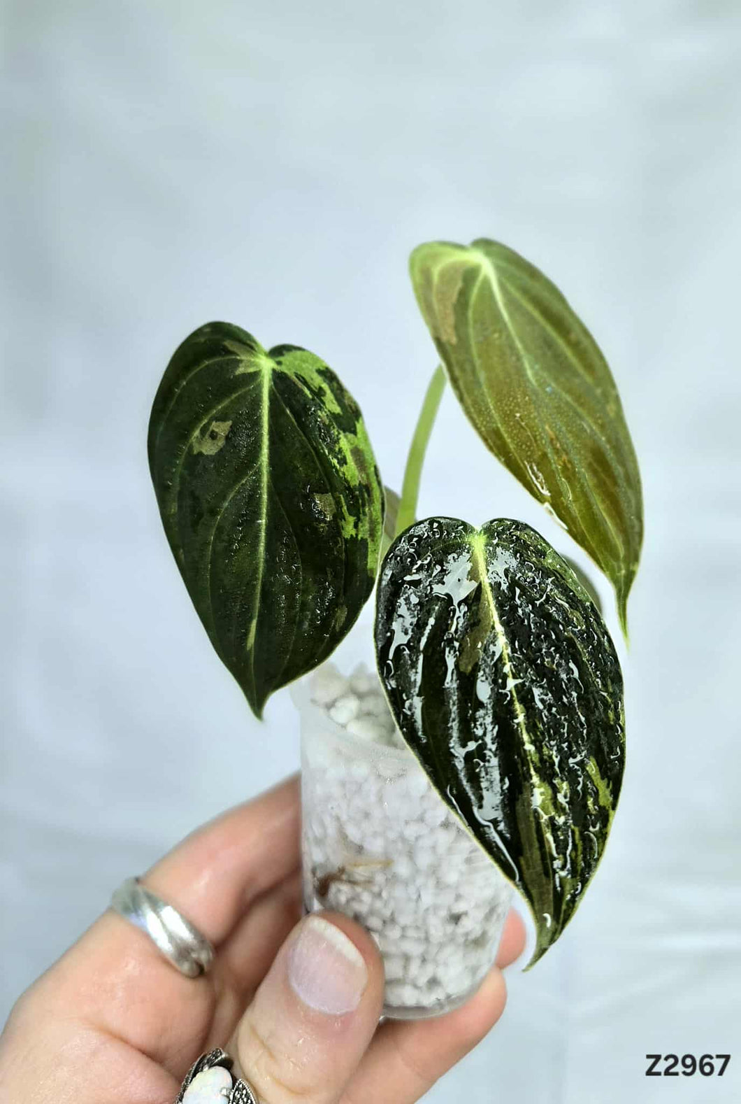 Philodendron Melannochrysum #Z2967