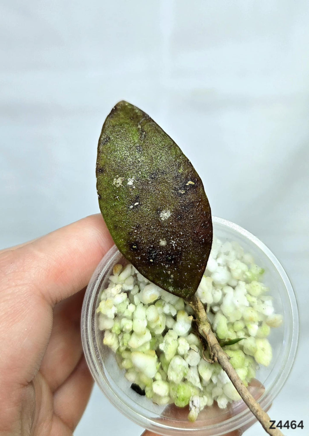 Hoya Bencai Red ⭐️ #Z4464