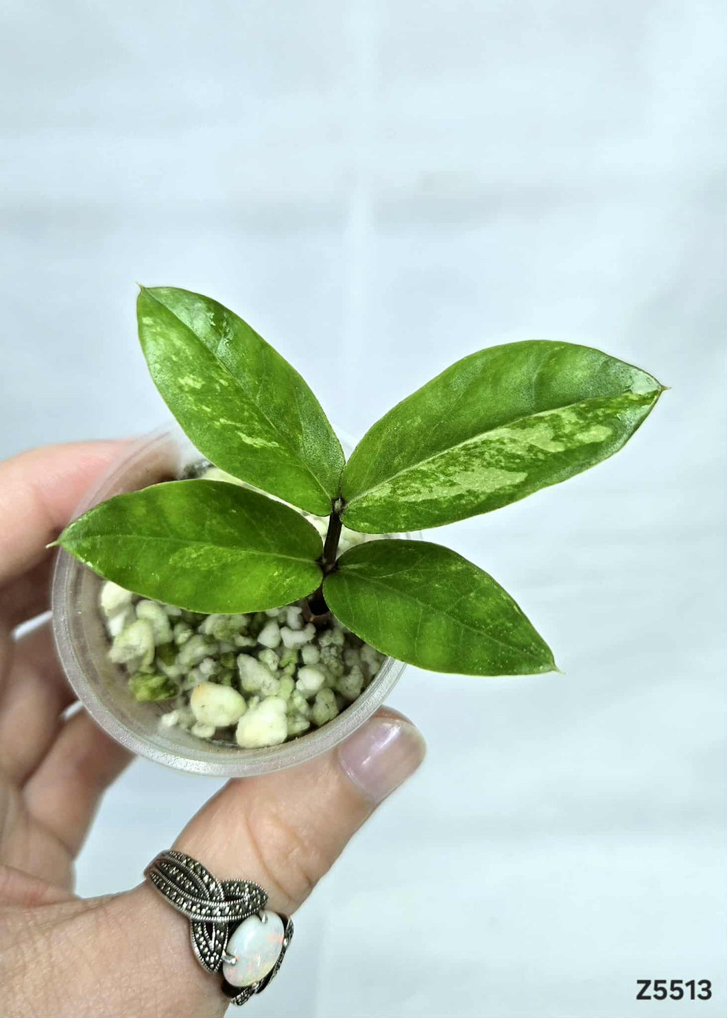 ZZ Plant Variegata #Z5513