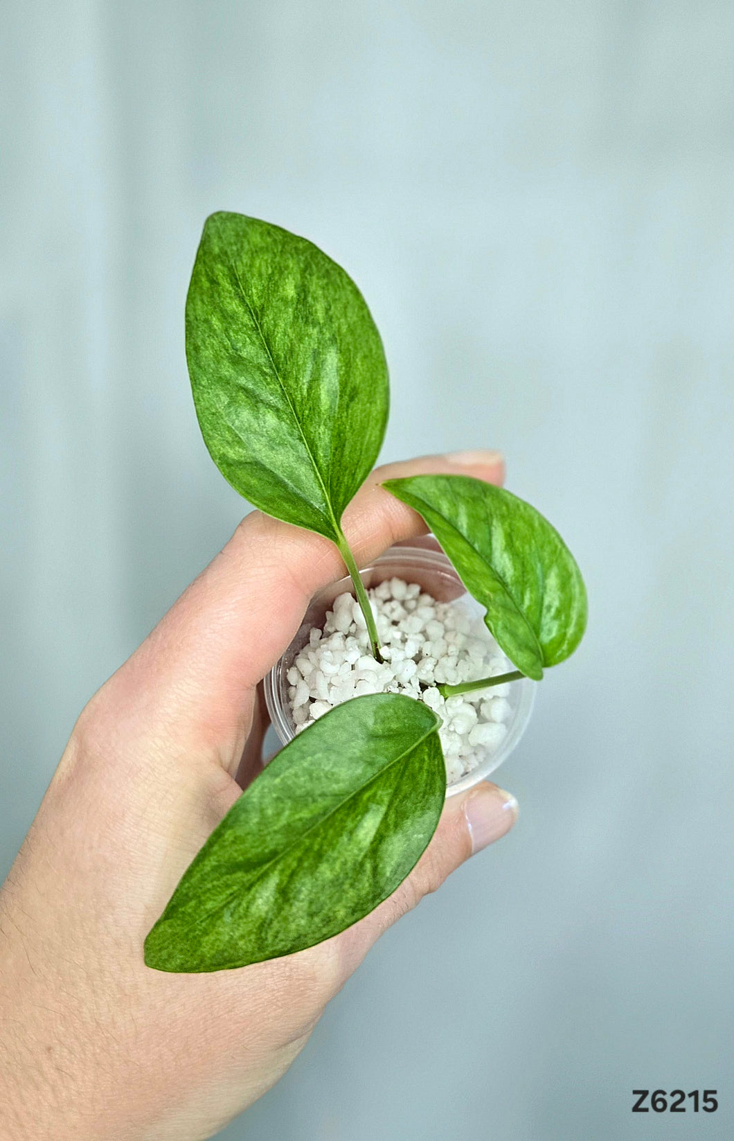 Monstera Laniata Mint #Z6215