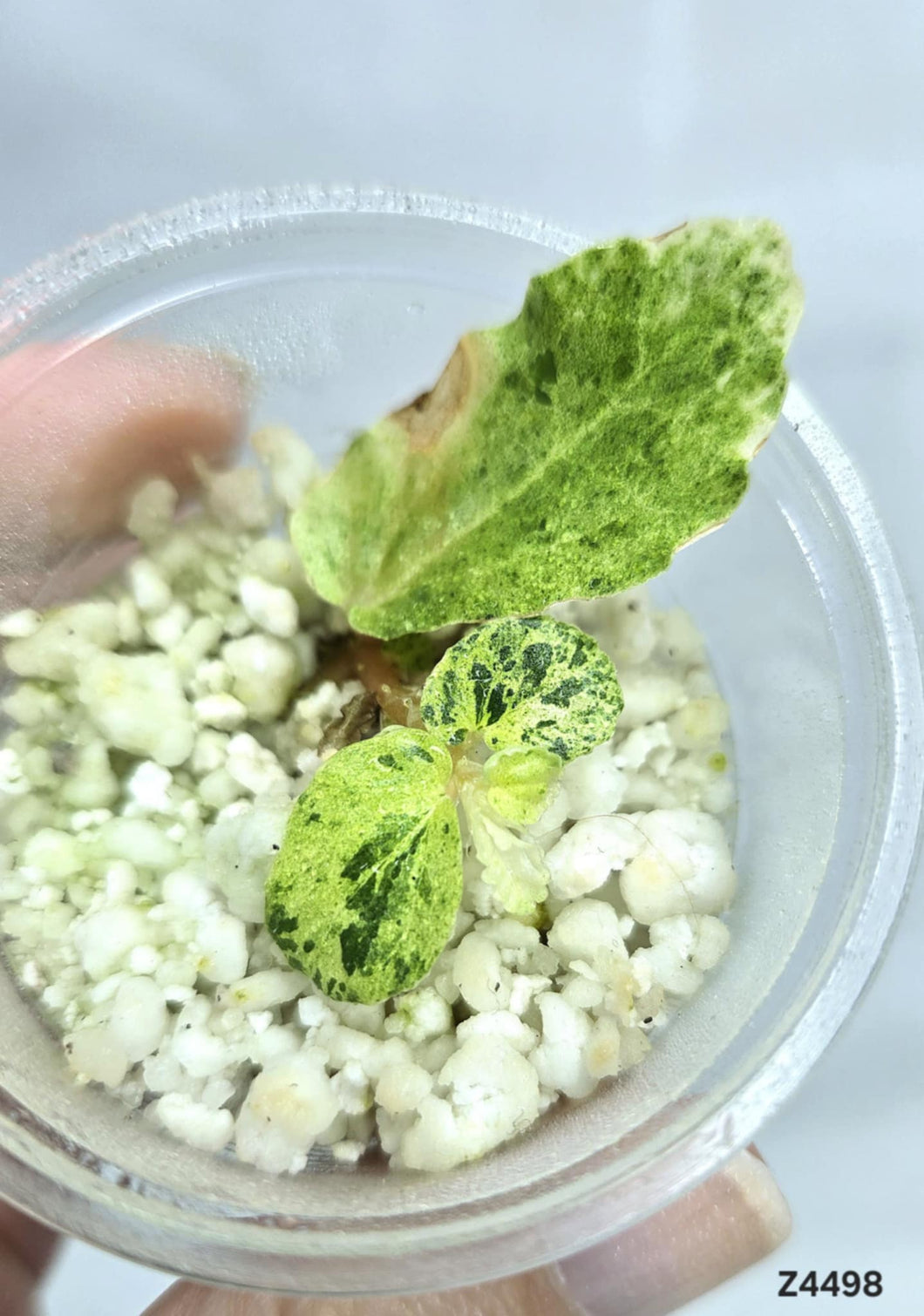 Pellionia Repens Variegata #Z4498