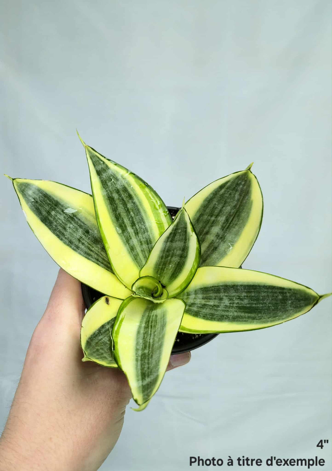 Sansevière hahnii golden