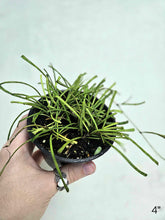 Load image into Gallery viewer, Plante Hoya retusa en petit pot noir, tiges vertes retombantes
