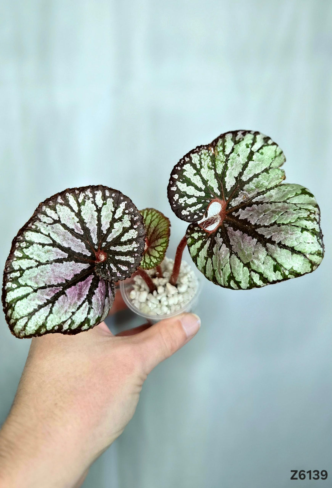 Bégonia No Id  #Z6139