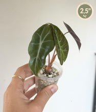 Load image into Gallery viewer, Jeune alocasia vert foncé en pot transparent, feuilles en forme de cœur veinées
