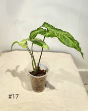 Charger l&#39;image dans la galerie, Syngonium three kings
